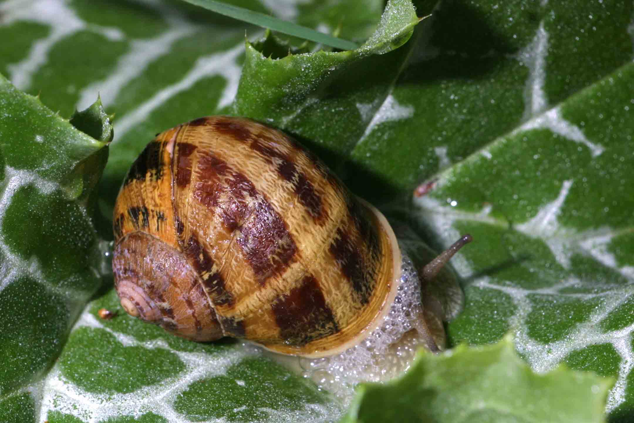 Cornu aspersum (Linnaeus,1758)